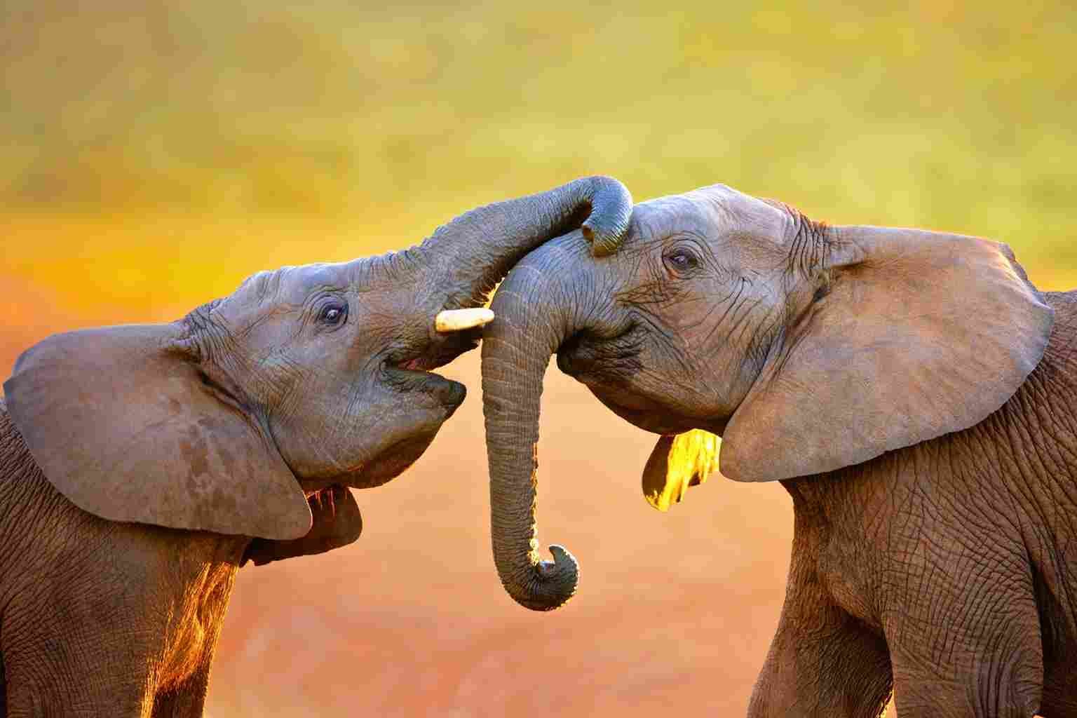 Urlaub in Tansania – Safari Abenteuer